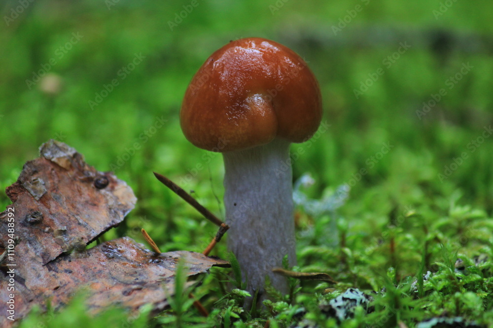 mushroom in the forest