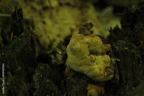 Daedalea quercina, known as the oak mazegill or maze-gill fungus. Mushrooms on wood close up. Beautiful mushroom background
 photo