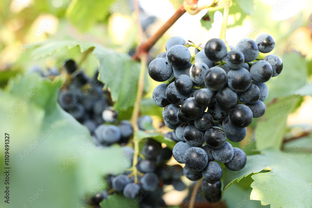 Ripe juicy grapes growing in vineyard outdoors, closeup