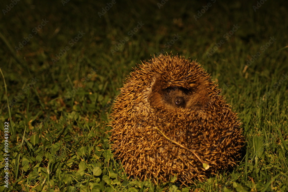 Wild European hedgehog in the garden in the night. Hedgehog in dark night. Hedgehog (Scientific name: Erinaceus Europaeus) close up of a wild, native, European hedgehog
Wild European hedgehog in the garden in the night. Hedgehog in dark night. Hedgehog (Scientific name: Erinaceus Europaeus) close up of a wild, native, European hedgehog