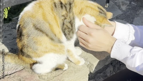 cat love, attention, compassion and caressing