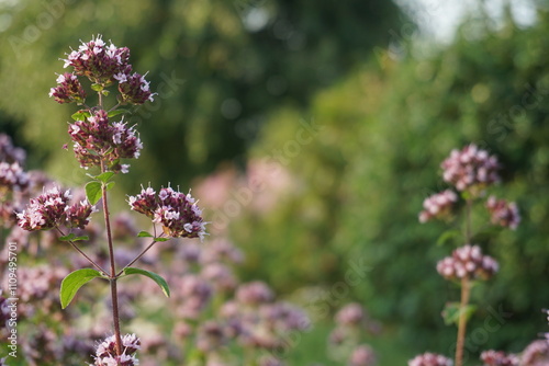 bee on a flower