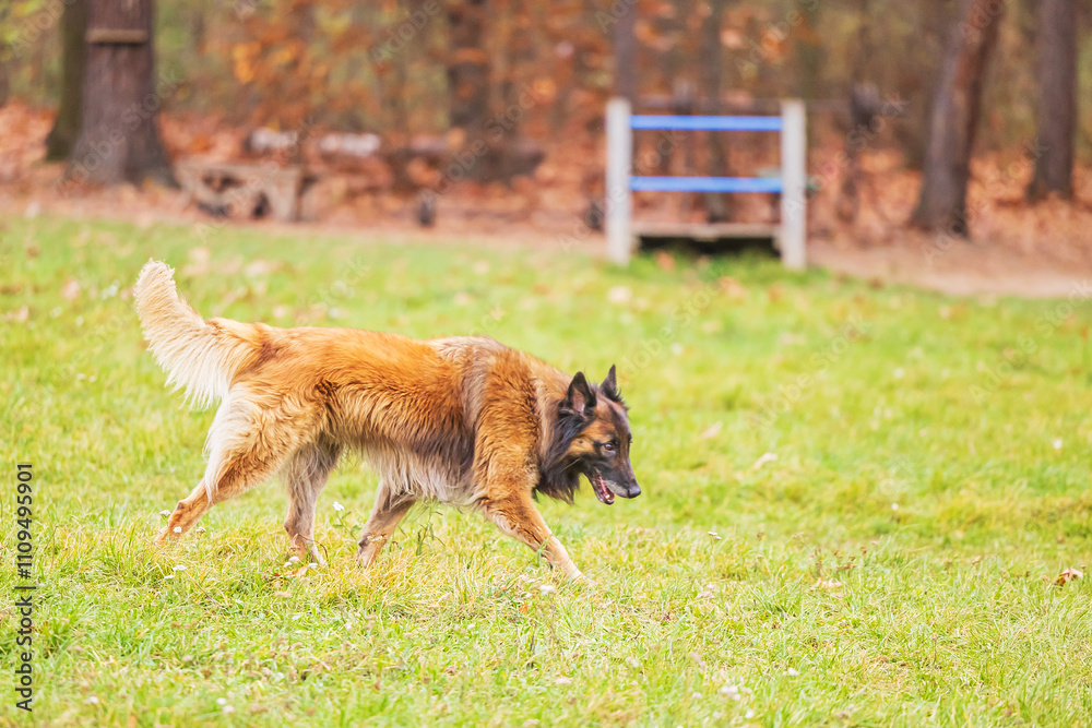 Naklejka premium unknown breed of dog, probably wolfdog hybrid