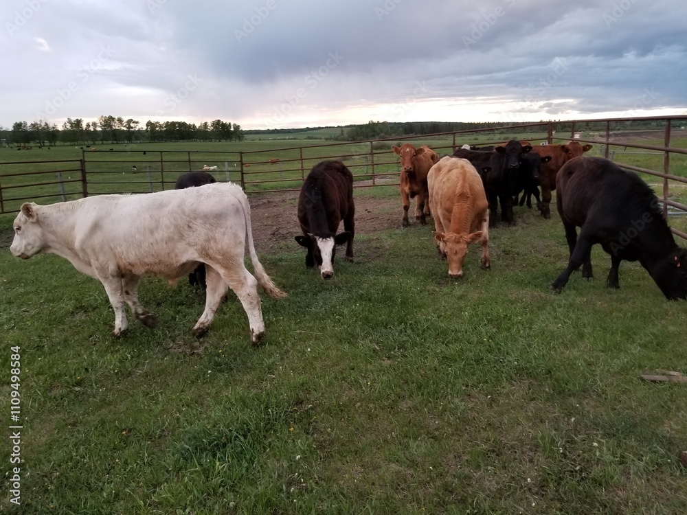 Cattle grazing in a fenced of green area. Many colored steers. Steel corral gates line the area. Cattle grazing in a fenced of green area. Many colored steers. Steel corral gates line the area.