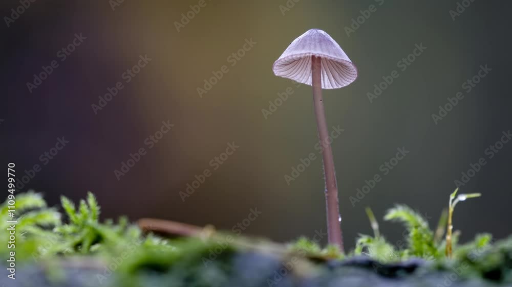 Small Mycena mushroom growing on a log in moss during early morning light in a tranquil forest setting Small Mycena mushroom growing on a log in moss during early morning light in a tranquil forest setting