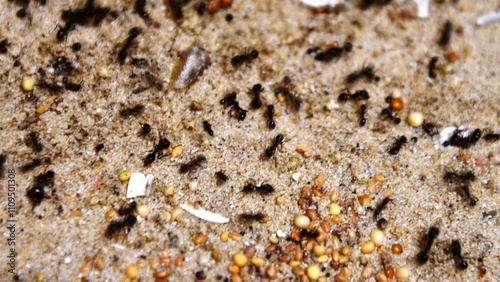 ants on the ground