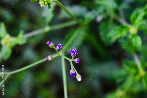 Tiny purple colored flowers in focus
