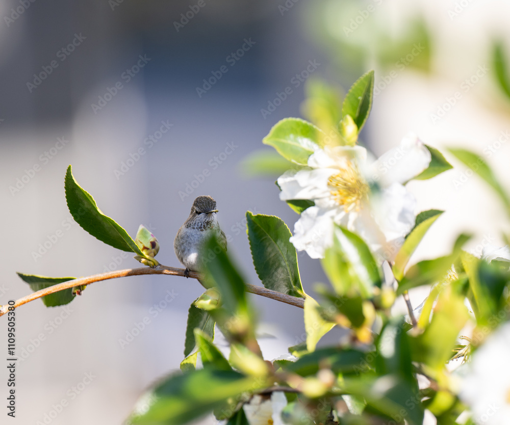 Obraz premium Close up of Anna's Hummingbird on Tree Branch