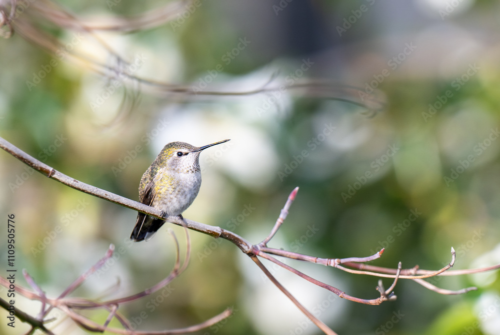Obraz premium Close up of Anna's Hummingbird on Tree Branch