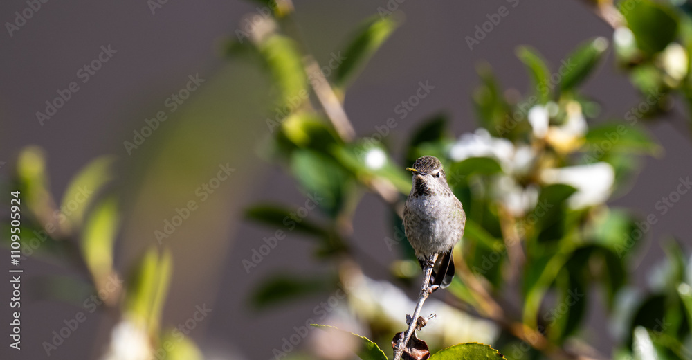 Obraz premium Close up of Anna's Hummingbird 