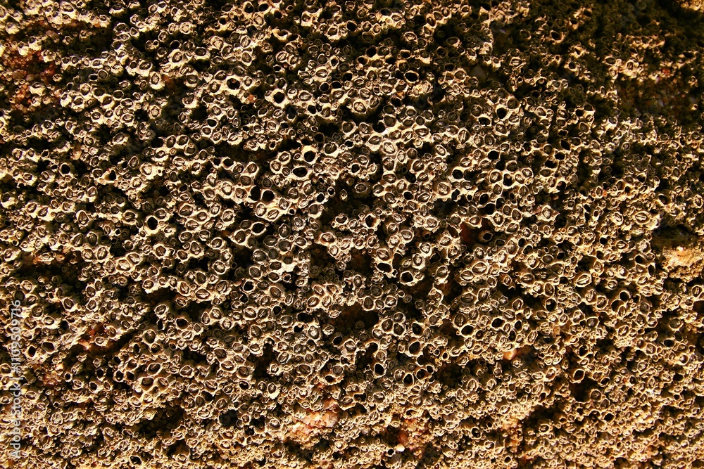 © Vadym - Coral texture close-up. Ocean floor