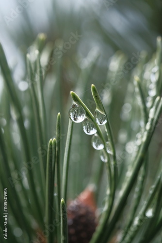 Pine covered with dew, on a blurred background.