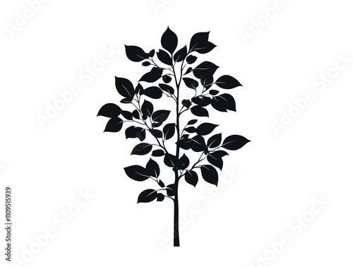 Chinese Elm tree silhouette vector illustration