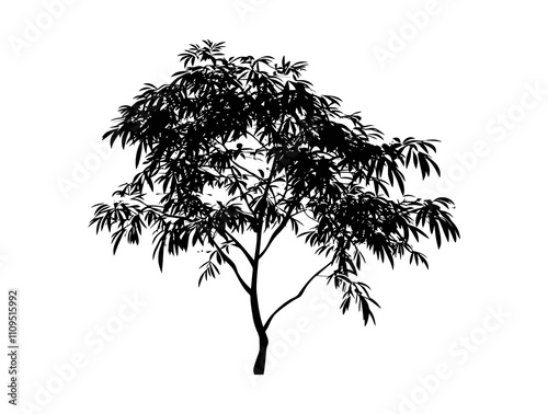 Chinese Pistache tree silhouette vector illustration