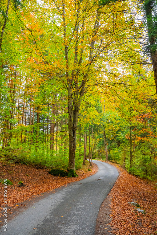Obraz premium Fall Autumn in the Austrian Alps with colorful leaves and path or small street leading into the woods. State of Vorarlberg, Austria