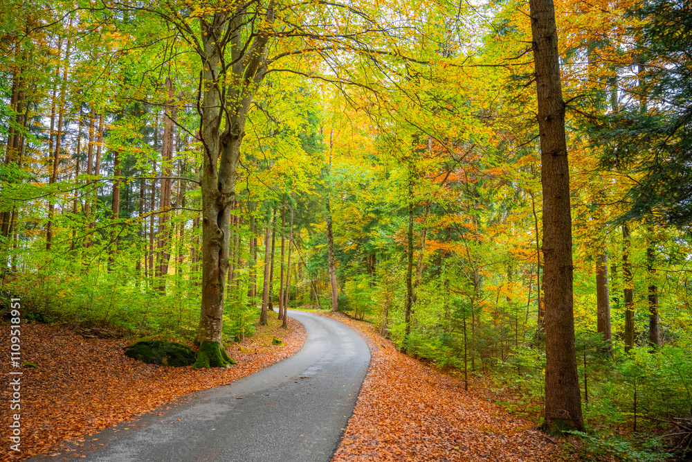 Naklejka premium Fall Autumn in the Austrian Alps with colorful leaves and path or small street leading into the woods. State of Vorarlberg, Austria