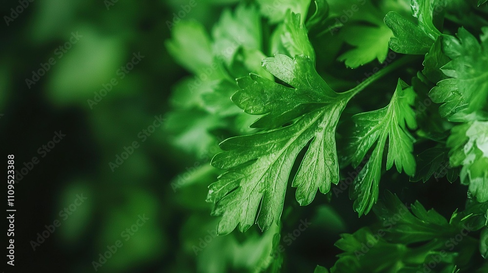 a green leafy plant with water droplets on its leaves and a blurred background a green leafy plant with water droplets on its leaves and a blurred background