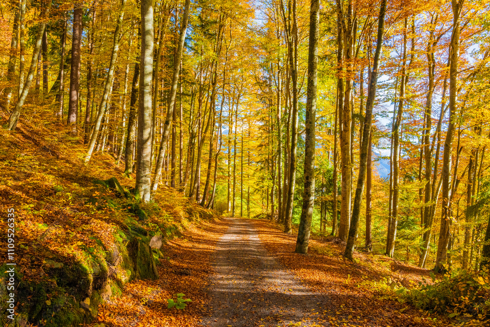 Fototapeta premium Fall Autumn in the Austrian Alps with colorful leaves and path or small street leading into the woods. State of Vorarlberg, Austria