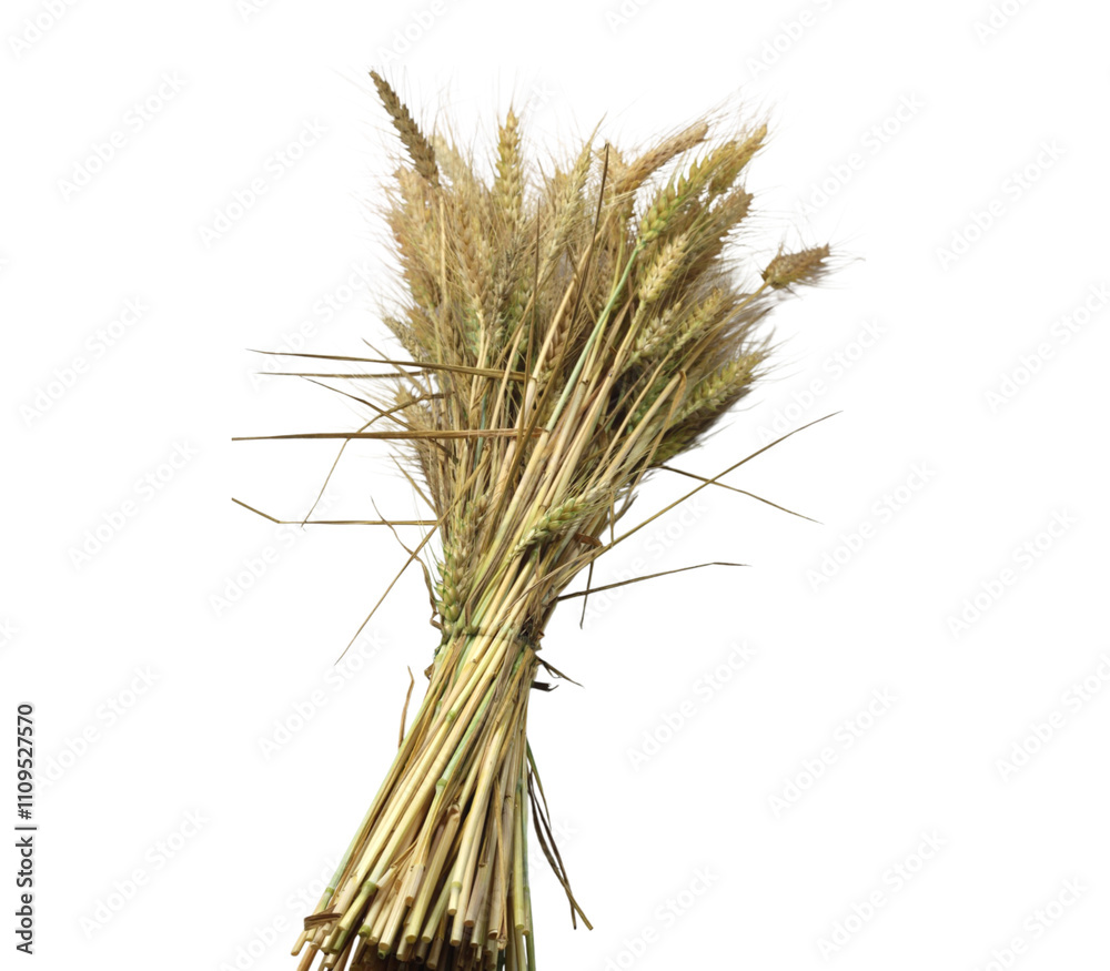 Fototapeta premium Bunch of wheat isolated on transparent background