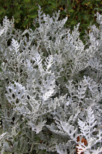 Cineraria maritima grows in the garden photo