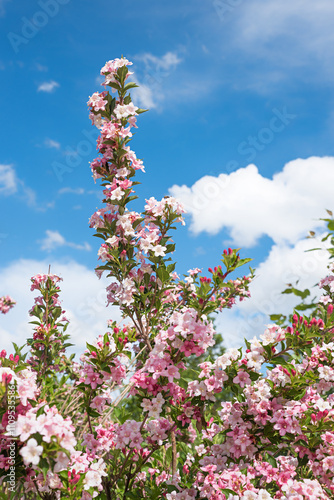 branches of weigelia bush with light pink blossoms, blue sky with clouds photo