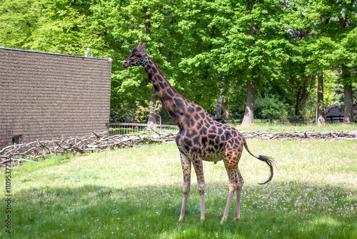 Wild giraffe with long neck and spotted coat. Giraffa camelopardalis is the tallest land mammal on Earth. House for a giraffe. Animals in the zoo