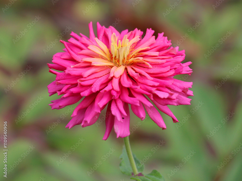 Zinnias (Majors) are blooming in a flower bed in the garden Zinnias (Majors) are blooming in a flower bed in the garden