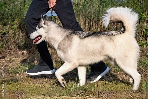 A beautiful husky dog running at a dog show in summer.