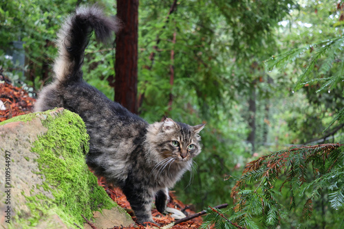 Photography Cats hunt in forests and other environments using a process of searching, stalking, and capturing prey
