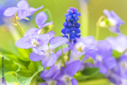 Bouquet of purple violets and blue muscaris close up on green natural background