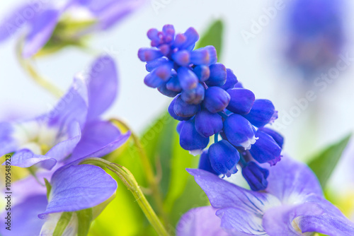 Close up for blue muscaris and purple violets flowers on green natural background