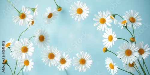 A delicate arrangement of white daisies with yellow centers, gracefully scattered on a soft blue background, creating a serene and elegant floral composition.