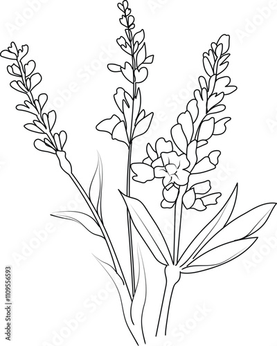 Levender isolated, hand-drawn floral element. vector illustration bouquet of lavender, sketch art beautiful lavender flower tattoo, coloring page for adults, botanical flowers drawing