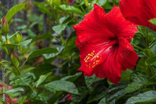 Fototapeta Naklejka Na Ścianę i Meble -  Close-up of a vibrant red hibiscus flower surrounded by lush green leaves. Dewdrops enhance natural beauty, creating a stunning tropical garden scene filled with life and freshness.