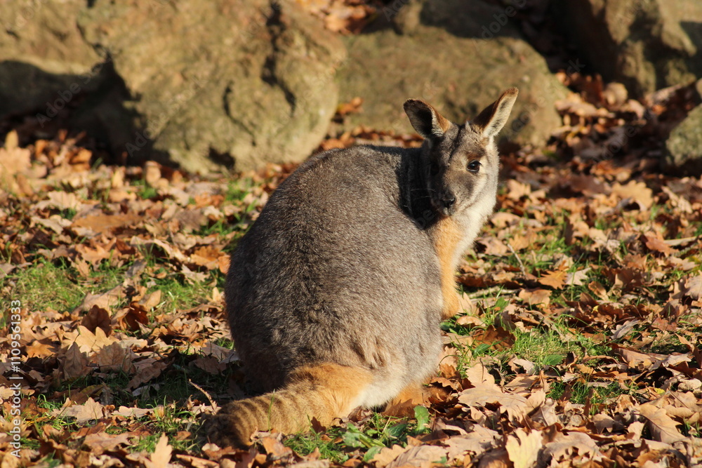 Fototapeta premium Two sitting Kangaroos, Petrogale xanthopus, The yellow-footed rock-wallaby, ring-tailed wallaby. Yellow-footed rock-wallaby, Petrogale xanthopus, or ring-tailed rock-wallaby, on rocky outcrop. 