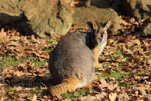 Two sitting Kangaroos, Petrogale xanthopus, The yellow-footed rock-wallaby, ring-tailed wallaby. Yellow-footed rock-wallaby, Petrogale xanthopus, or ring-tailed rock-wallaby, on rocky outcrop.
