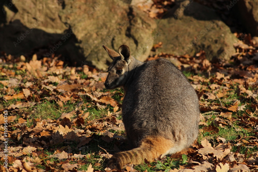 Two sitting Kangaroos, Petrogale xanthopus, The yellow-footed rock-wallaby, ring-tailed wallaby. Yellow-footed rock-wallaby, Petrogale xanthopus, or ring-tailed rock-wallaby, on rocky outcrop.
Two sitting Kangaroos, Petrogale xanthopus, The yellow-footed rock-wallaby, ring-tailed wallaby. Yellow-footed rock-wallaby, Petrogale xanthopus, or ring-tailed rock-wallaby, on rocky outcrop.