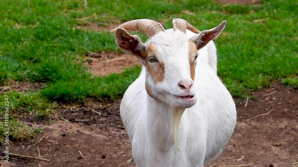 goat eats grass on a green meadow. slow motion goat eats grass on a green meadow. slow motion