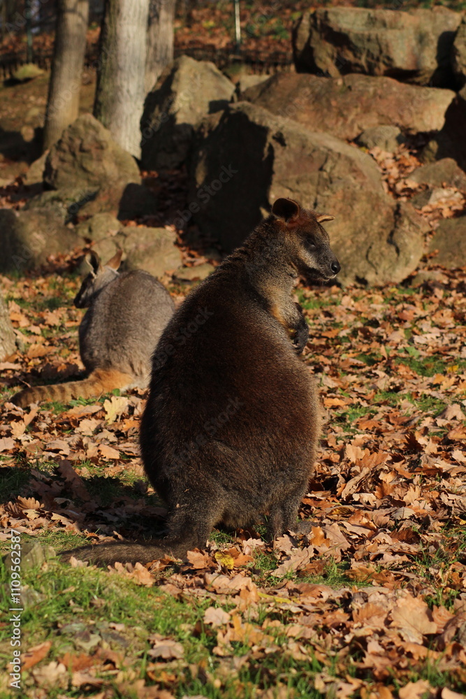 Naklejka premium Swamp Wallaby, Wallabia bicolor, is one of the smaller kangaroos. This wallaby is also commonly known as the black wallaby