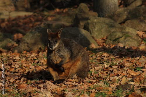 Swamp Wallaby, Wallabia bicolor, is one of the smaller kangaroos. This wallaby is also commonly known as the black wallaby
 photo