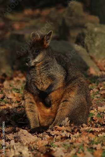 Swamp Wallaby, Wallabia bicolor, is one of the smaller kangaroos. This wallaby is also commonly known as the black wallaby 