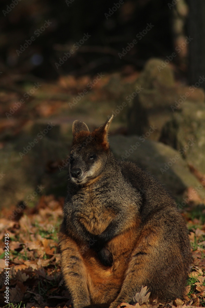 Swamp Wallaby, Wallabia bicolor, is one of the smaller kangaroos. This wallaby is also commonly known as the black wallaby
Swamp Wallaby, Wallabia bicolor, is one of the smaller kangaroos. This wallaby is also commonly known as the black wallaby