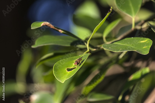 fly eating leaves to cycle shape