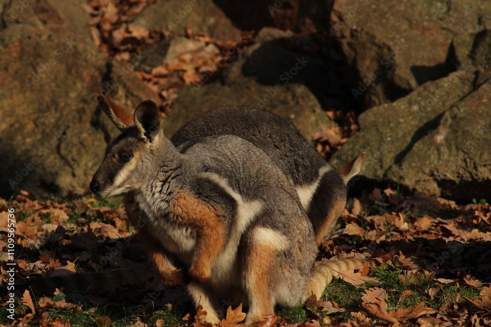 Fototapeta premium Two sitting Kangaroos, Petrogale xanthopus, The yellow-footed rock-wallaby, ring-tailed wallaby. Yellow-footed rock-wallaby, Petrogale xanthopus, or ring-tailed rock-wallaby, on rocky outcrop. 