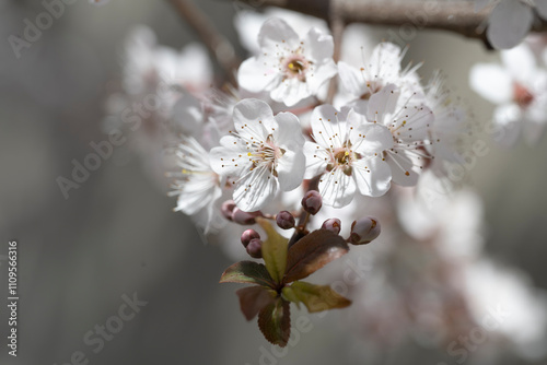 Flores del árbol de ciruelas, plum blossom 