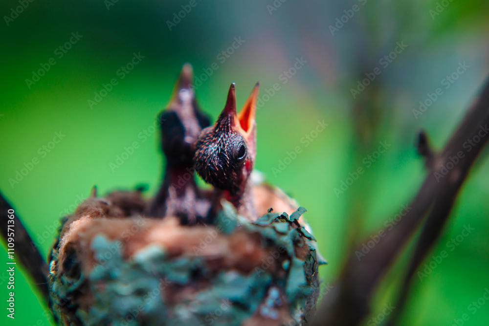 Hummingbird Nestlings: Perfect for Home Decor & Gifts. Bring the charm of nature into your space with these exquisite photos. Ideal for bird lovers and nature enthusiasts Hummingbird Nestlings: Perfect for Home Decor & Gifts. Bring the charm of nature into your space with these exquisite photos. Ideal for bird lovers and nature enthusiasts