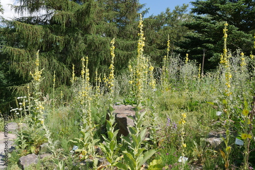 Königskerzen im Botanischen Garten in Kiel photo