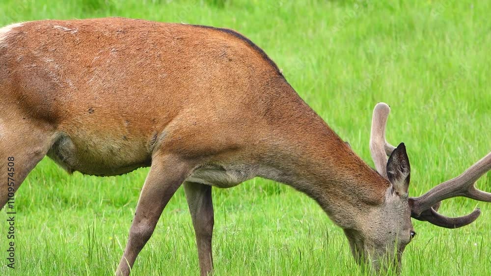 Deer eats grass on a green meadow Deer eats grass on a green meadow