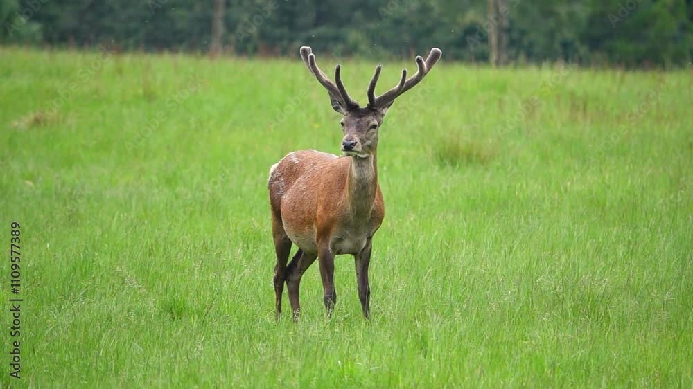 Deer stands on a green meadow against the backdrop of a green forest. slow motion Deer stands on a green meadow against the backdrop of a green forest. slow motion