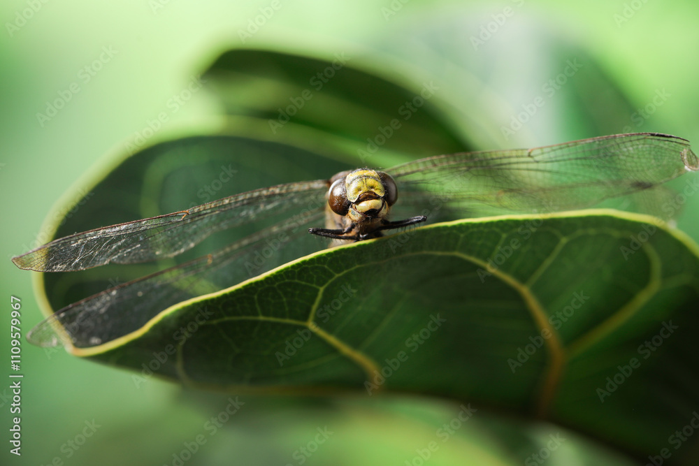 Beautiful dragonfly on green leaf outdoors, macro view Beautiful dragonfly on green leaf outdoors, macro view